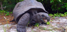 Seychellen: Studie zeigt deutliche Erholung der Riesenschildkrötenpopulation