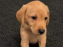 Fed up with puddles on the floor and barks at the wind? Dog lovers can now pay £15,000 for a pre-trained six-month-old pup