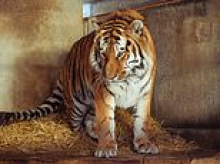 Man mauled to death by tiger at Yorkshire zoo 'psyched himself up with a dance' before he climbed into enclosure, witnesses say