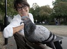 Operation Pigeon Toe: To most of us they're 'flying vermin'. But to some, they're helpless creatures in dire need of rescue from the vast amount of human hair on our streets that wraps around their legs and cripples them
