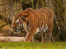 Tiger attack witness reveals victim asked her to take his picture moments before he jumped into the enclosure - as park confirms it will remain closed today