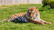 Strava u Engleskoj: Mladić ušao kod tigra, ovaj ga ubio! ZOO otkrio hoće li uspavati životinju