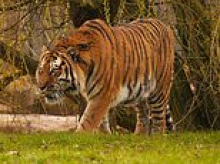 Witnesses screamed at man to 'play dead' before he was mauled to death by tiger at Yorkshire zoo - as health and safety probe is launched