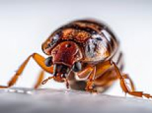 Bed bug horror aboard Qantas flight as passengers are bitten mid-air before travellers are stranded for days