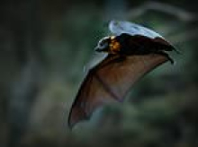 Urgent warning issued over deadly bat virus after more than 40 Aussies bitten or scratched in just two weeks
