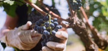 Wein in Deutschland: Weinernte wohl geringer als im Schnitt der Vorjahre