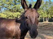 Gentle donkey called Angelique is shot and killed by hunter who claims to have missed their intended target