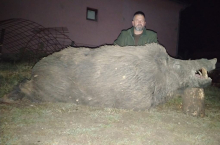 ULOVLJEN JEDAN OD NAJVEĆIH VEPROVA U SRBIJI: Lovac Dejan iz Jagodine odstrelio divlju zver od skoro 300 kilograma (FOTO)