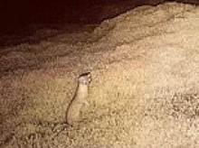Tiny predator is captured on Scottish island after dogs and drones used in £150,000 search lasting seven months
