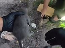 Florida woman buried kittens alive and claimed they'd been possessed by demons, cops say