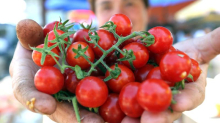 Pronašli su salmonelu u cherry rajčicama, hrvatski kupci su ih donijeli iz trgovine u Trstu...