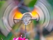 Incredible split-second photos capture rare hummingbird hawk-moth in full flight