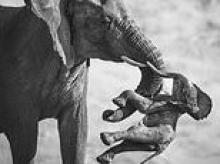 A mother's grief: Poignant image of elephant carrying its dead calf wins Wildlife Photographer of the Year