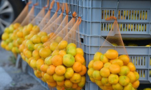 Sezona mandarina u punom tijeku: Ove godine planirano 10.000 tona za domaće tržište i izvoz