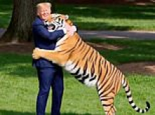 'Tasteless' Trump sparks outrage with AI video parodying Yorkshire zoo tiger attack that shows president wrestling and taming the beast