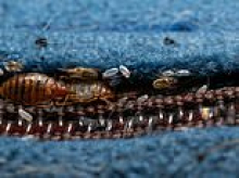 'We're at PEAK bed bug': Are insects coming on holiday with YOU? Bloodsucking pests are spreading through travel hotspots as expert issues warning