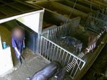 Farm worker filmed kicking pigs and hitting them with a pitchfork is given suspended jail term after admitting animal cruelty