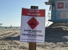 'Aggressive' great white shark spotted off coast of California beach... as experts warn that it is hungry