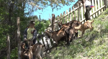 KAD USTANE, MALI DOMAĆIN PRVO POMUZE KOZE! Filip (12) hoće škole da završi, ali se ni on, ni sestra svog sela ne odriču! Da ga napuste, ne pada im na pamet