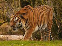 Tiger zoo to reopen after visitor was mauled to death as bosses ask public to be 'understanding and respectful' to staff