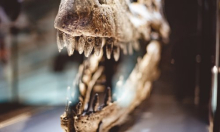 Gotovo 100 godina bio je zaboravljen u muzejskoj ladici, a onda je pomogao otkriti novog dinosaura