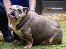 Rescue dog named Peggy-Sue who was the same weight as a baby HIPPO sheds the pounds and finds a new home