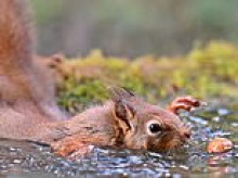 Sweet squirrel swims for supper! Stunning photos show animal's battle to get an acorn