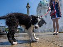 Dog owners will have to wash their pets' urine from trees under new rules in Vienna