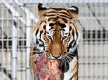 Visitors stay away from zoo where tiger mauled man to death as big cat enclosure reopens to the public