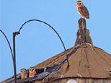 Gorgeous family of rare barn owls become NYC tourist sensation after building their nest atop Upper West Side water tower