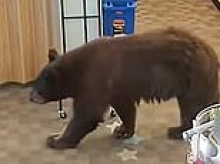 A bear-y good read! Hilarious moment huge bear is caught on camera stealing honey from California library