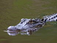 Fisherman, 71, killed by 12-foot alligator in Florida waters infested with dangerous animals