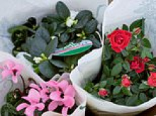 Why you could get roses at Christmas and no, we don't mean chocolates!