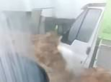 Devastating floods as biblical storm lashes Spain as mother is swept away by raging torrent and streets are turned into rivers
