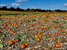 British farmers spooked as summer drought ruins pumpkin crops