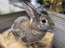 Moment 'thieves' film themselves grabbing family's rabbit named Peter from their garden by his ears - then 'stealing him'