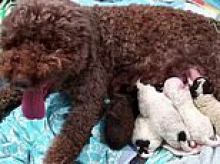 We're all suckers for a bit of puppy love! Livestream of new mum Hilkka the Lagotto Romagnolo and her cute brood brings joy to millions who can tune in 24/7