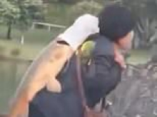 Woman filmed carrying monster carp through Sydney's Centennial Park sparks debate over fishing ban