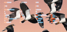 Biodiversitätskonferenz COP17: Die Krise der Natur – in fünf Grafiken