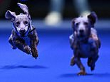 Run, sausage, run! More than 100 Dachshunds take part in annual race in Germany