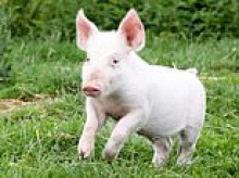 A real-life Babe! Meet Tom - the Piglet who was saved after falling off a lorry on his way to the slaughterhouse