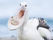 Say cheese! Hilarious photos show pelicans playing with a ball