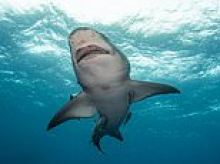 Shark kills woman swimming off popular South African beach