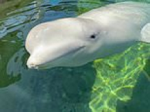 Sixth whale rescued from shuttered Canadian theme park dies suddenly at SeaWorld weeks after transfer