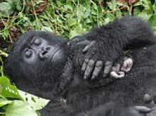 Rare mountain gorilla gives birth to her first baby - and is a natural