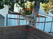 Bungling Los Angeles officials ignored warnings for months before vicious coyote savaged a 16-month-old toddler