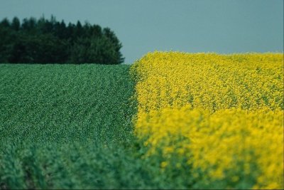 Voščilnica