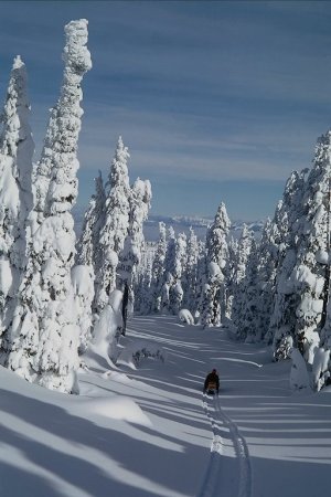 Voščilnica