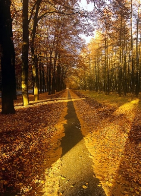 Voščilnica